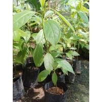 ราคา ้ต้นเทพทาโร ต้นละ 100 บาท (9764059824)