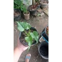 ราคา ว่านนางกวัก,กวักใบโพธิ์,ไม้มงคล,ไม้ฟอกอากาศ ต้นเล็กขนาด 3-5ใบ (2990662739)