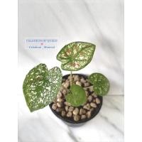 ราคา บอนสี ไทยนิยม ลูกไม้ ไม้มงคล บอนสีสวย ไม้กระแส (11621557415)