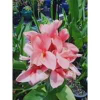 ราคา พุทธรักษา แคระ 3 สีให้เลือก (ถอนราก) (29086425492)