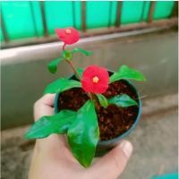 ราคา เทพประทานพร โป๊ยเซียนแคระ ไร้หนาม หัวใจเซ๊ยน (20813006296)