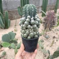 ราคา อิชินอปซิส ฟอร์มกอต้นใหญ่ Echinopsis กระถาง 3 นิ้ว อิชินอป (11485901857)