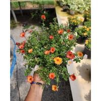 ราคา (1กระถาง) คุณนายตื่นสาย ต้นคุณนายตื่นสาย คละสี ใน1กระถาง ทษณน (19716712098)