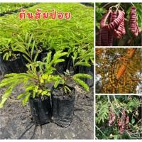 ราคา ต้นส้มป่อย พร้อมส่ง พร้อมปลูก ชุด4ต้น80บาท (41802329489)