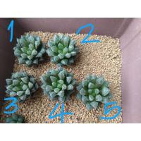 ราคา haworthia mirror ball (7841758754)