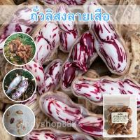 ราคา เมล็ดพันธุ์ ถั่วลิสงลายเสือ ถั่วดินจัมโบ้ [10 แถม 1 คละได้] (13560786488)