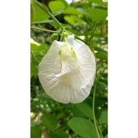 ราคา เมล็ดพันธุ์ ดอกอัญชัน ดอกสีขาว กลีบซ้อน บรรจุ 10 เมล็ด ซองละ 29 บาท (9366190621)