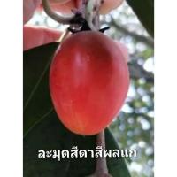 ราคา ละมุดสีดาเพาะเมล็ดต้นเล็ก (28924283669)