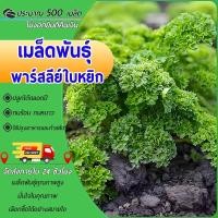 ราคา 500 เมล็ด เมล็ดพันธุ์พาร์สลีย์ใบหยิก เมล็ดพาร์สลีย์ อิตาเลี่ยน พาร์สลีย์ โตง่าย เพิ่มรสชาติหอม (29231361815)