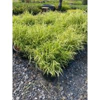 ราคา ต้นไผ่เงิน-ไผ่แมว#กระถาง 10 นิ้ว (20966884762)