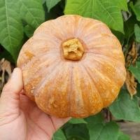 ราคา ฟักทองสังขยาถูกที่สุด10บ.เมล็ดพันธุ์ฟักทองสังขยา5-30เมล็ด☘️ปลูกง่ายลูกดกผลเล็ก (18326075845)