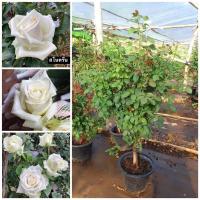ราคา กุหลาบ-สโนครีน (กระถาง 12นิ้ว) ไร้หนาม-หนามน้อย บานทนตัดดอกปักแจกัน ไหว้พระ หรือให้คนรัก (23157938048)