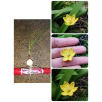 ราคา บัวดิน Jonesii บัวดินสีเหลือง ดอกเล็ก มีกลิ่นหอม รอบหัว 4-5cm. (2297247843)