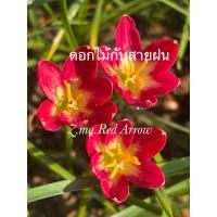 ราคา บัวดินZ.ma.Red Arrow ชุดละ 5หัว 50 บ. (23332220877)