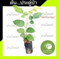 ราคา ต้นประดู่ป่า บ้านไพรทวี ประดู่ป่า ต้นไม้ตาย เคลมฟรี ทุกต้น เฉพาะ ระหว่างขนส่ง เท่านั้น ประดู่ ไม้มงคล ไม้เศรษฐกิจ (7945540713)