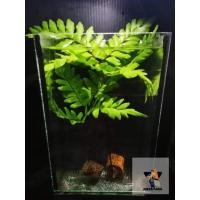 ราคา ต้นไม้น้ำเฟิร์น​ก้านดำ 10 บาท (11668499131)