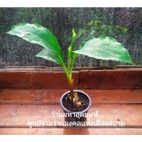 ราคา ว่านมหาอุดม ว่านดอกทองมหาอุดม(ตามตำราครับ) เด่นด้านเสน่ห์มหานิยมอย่างเอกเเละความอุดมสมบูรณ์ (6061654122)