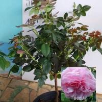 ราคา บิชอปBishop's castle กระถาง11นิ้วไซส์ใหญ่พันธุ์พุ่มสูงกึ่งเลื้อย ดอกหอมมากๆ (6285174974)