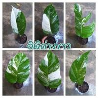 ราคา อิพิด่างขาว ต้นไม้ด่างน่าสะสม (14091195099)