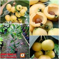 ราคา ต้นชมพู่น้ำดอกไม้ ชมพู่น้ำดอกไม้ (28875743766)