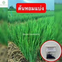 ราคา 10 แถม 2เมล็ดพันธุ์ ต้นหอมแบ่ง 100 เมล็ด หอมแบ่ง (16098717028)