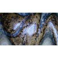 ราคา พระซุ้มกอกำแพงเพชรกรุวัดบรมธาตุ(มีภาพขยาย1,000x) (10751165881)