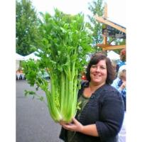 ราคา เมล็ดขึ้นฉ่ายฝรั่ง เซเลอรี่(Celery) สายพันธุ์ OP (27751475254)