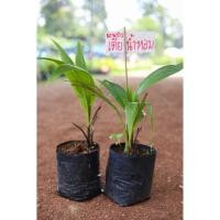 ราคา มะพร้าวเตี้ยน้ำหอม(ถุง) ชุด 2 ต้น ความสูงต้นพันธุ์ประมาณ 55 ซม. (+- 10 ซม.) (4987795239)