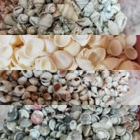 ราคา ﹉เปลือกหอย สำหรับตกแต่งงานประดิษฐ์ (2969637650)