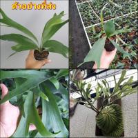 ราคา (1กระถาง) ต้น เฟิร์นเขากวาง เฟิร์น เขากวาง ต้นเฟิร์นเขากวาง นายพิชิต (16387525834)