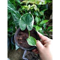 ราคา ต้นถุงเงินถุงทอง ไซส์เล็ก (5181804648)