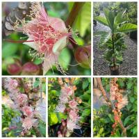 ราคา (1ต้น) ต้นจิกเงิน ตันจิกไต้หวัน ต้น จิกเงิน จิกไต้หวัน (22980428170)