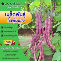 ราคา 15เมล็ดเมล็ดพันธุ์ถั่วพุ่มม่วงถั่วแขกสีม่วง Purple Bush Bean ถั่วพุ่มม่วงถั่วฝักยาว (25345004379)