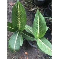 ราคา ต้นเสริมบารมีไม้มงคล (12581075556)