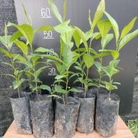 ราคา ต้นพลับช็อกโกแลต ขนาด 40-50cm พลับดำ ปลูกได้ทุกพื้นที่ (26137095347)