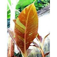 ราคา กล้วยแดงสยาม กล้วยแดงอินโด (20369138976)