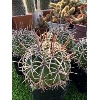 ราคา Melocactus เมโลแคคตัส หนามโหดมากๆ (18768178608)