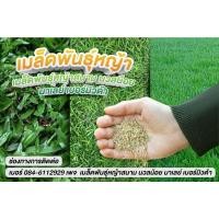 ราคา เมล็ดหญ้าสนาม นวลน้อย เมล็ดหญ้านวลน้อย เบอร์มิวด้า เมล็ดพันธุ์หญ้าหลากหลาย เกรดคัดพิเศษ (11081499842)