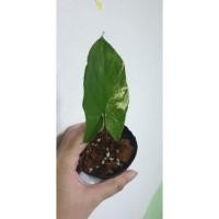 ราคา Syngonium ต้นเงินไหลมาด่างขาว (9182272707)