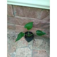 ราคา ต้นนางกวักใบโพธิ์เสริมโชคลาภเรียกทรัพย์ (11486028082)