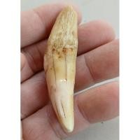 ราคา เขี้ยวเสือหลวงพ่อคงวัดวังสรรพรส (28674982749)