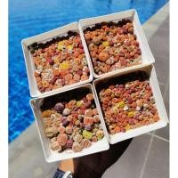 ราคา ไลทอป (Lithops) คละแบบคละขนาดต้น 3-10 มิลลิเมตร (mm) ส่งพร้อมกระถางขนาด 9 cm (มีจำนวนจำกัด) (29328134645)