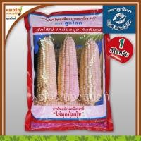 ราคา เมล็ดพันธุ์ ข้าวโพดข้าวเหนียวขาว ไข่มุกปุ้มปุ้ย (1 กิโลกรัม) เมล็ดข้าวโพดปุ้มปุ้ย เมล็ดพันธุ์ผักสวนครัว ตราลูกโลก (19040287989)