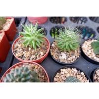 ราคา กล้วยหอมจอมซน กระบองเพชร (81722963)