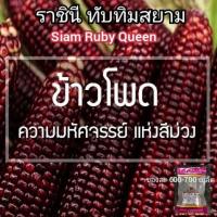 ราคา เมล็ดพันธุ์ข้าวโพดทับทิมสยาม..ทานดิบ..ซองละ600-800เมล็ด (12175408298)