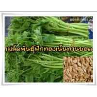 ราคา เมล็ดพันธุ์ฟักทองเน้นทานยอดชุด 30 เมล็ด (19265811049)