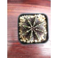 ราคา ยิมโนม่วง (Gymnocalycium mihanovichii)  (6347373366)
