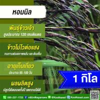 ราคา เมล็ดพันธุ์​ข้าว ทดลองปลูก ข้าวเจ้า หอมนิล ข้าวก่ำ ไม่ไวแสง กลิ่นหอม รสชาติหวาน เนื้อเหนียวนุ่ม 1 กก.คูลเกษตร ไรซ์ KR145 (29337523580)