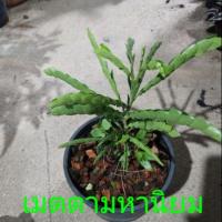 ราคา เมตตามหานิยมต้นละ89บาท (4918469579)