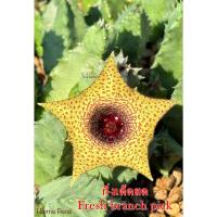 ราคา เก๋งจีน Huernia Piersii *กิ่งเด็ดสด* แคคตัส ไม้อวบน้ำ Cactus and Succulent (24766776242)